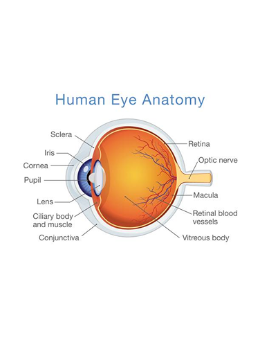 Schéma anatomique de l’œil humain pour la santé visuelle Clairov
